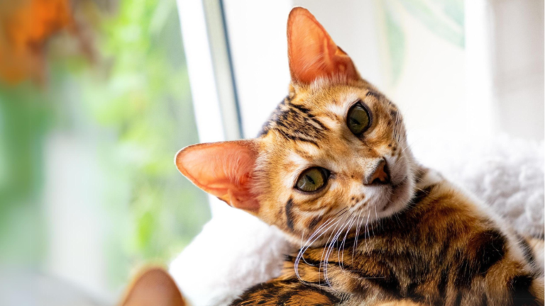 bengal-cat