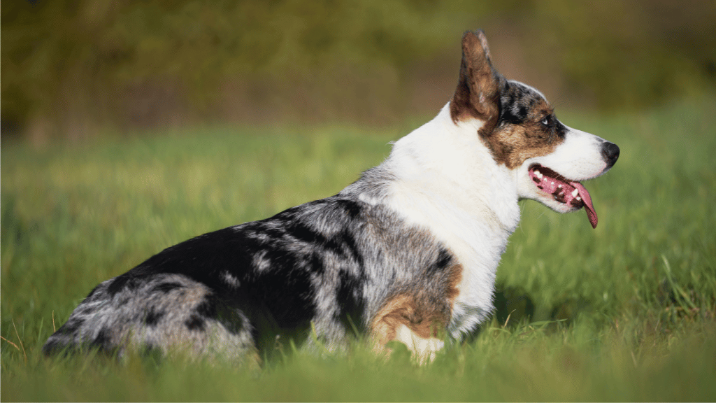Cardigan Welsh Corgi