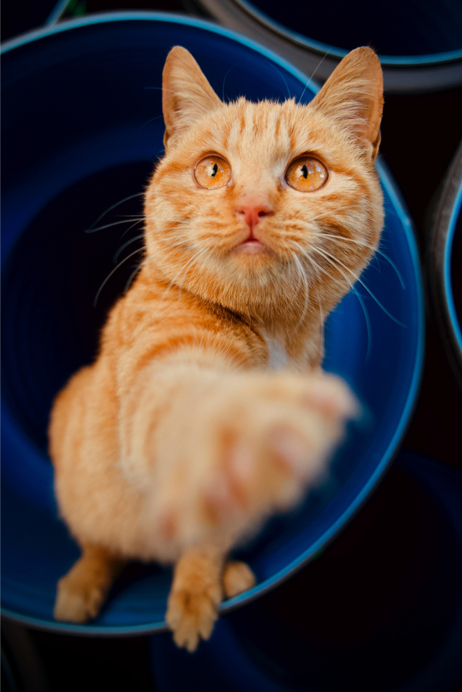 Orange cat with golden yellow eyes