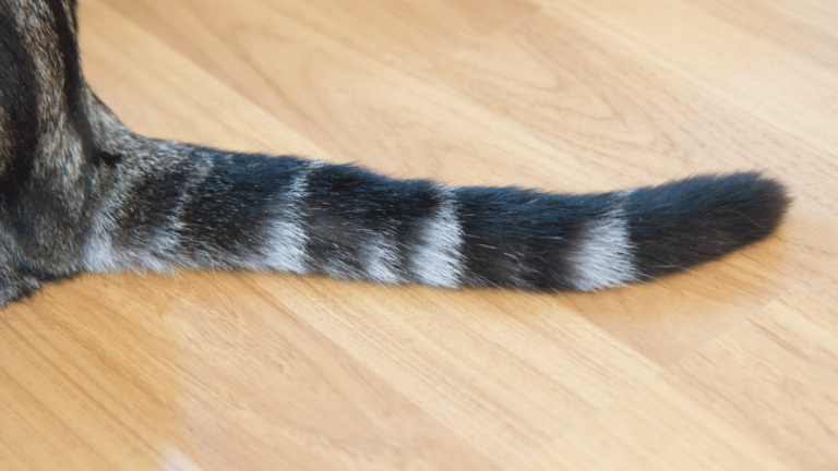 Cat Wags Tail