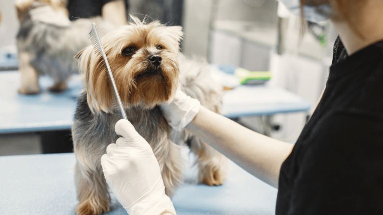 dog-grooming